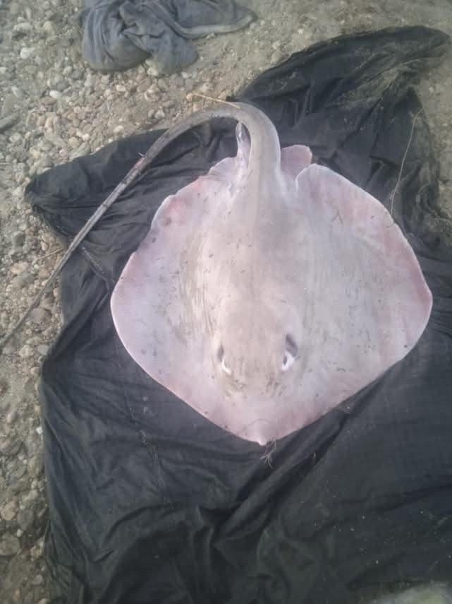 Chindwin Cowtail Ray