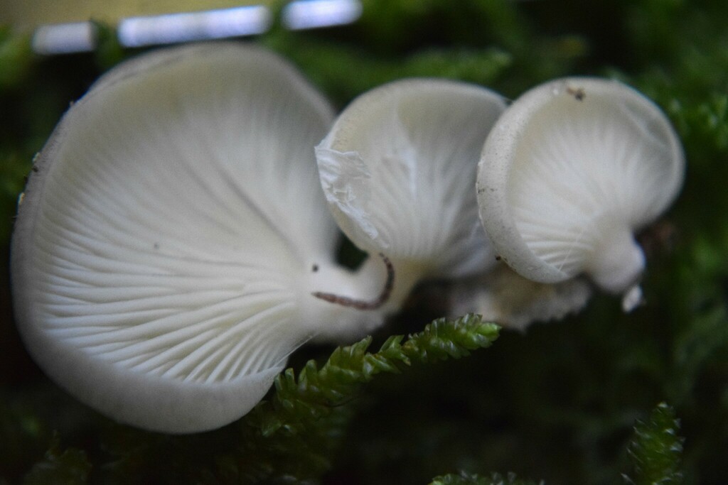 Scytinotus longinquus · March 2025 · photo: © davidwhyte (iNaturalist, cc-by-sa)