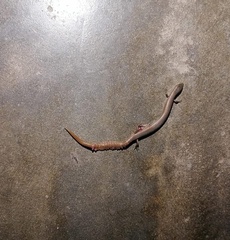 Burmese Writhing Skink photo 1