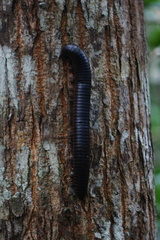 Harpagophoridae