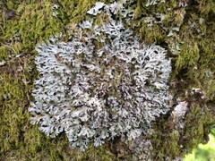 Heterodermia neglecta