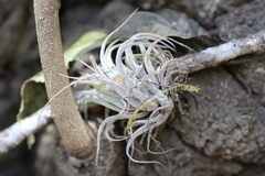 Tillandsia kolbii