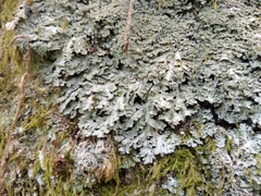 Heterodermia squamulosa