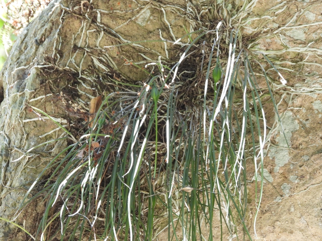 Brassavola appendiculata