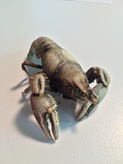 Cambarus robustus
