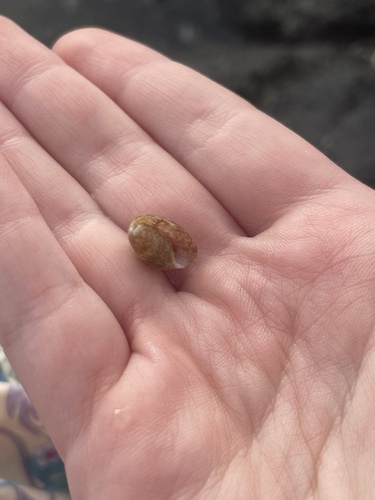 Bulla vernicosa observed 2025-03-10