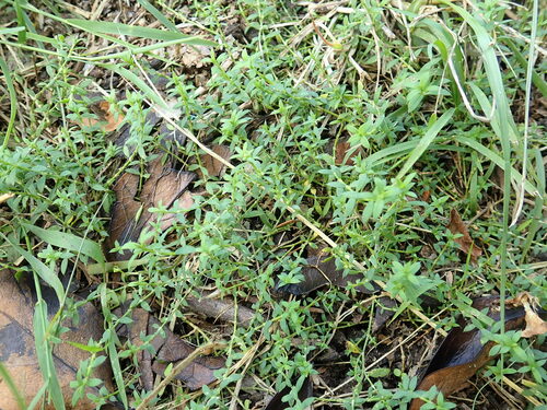 Image of Paronychia brasiliana by no rights reserved