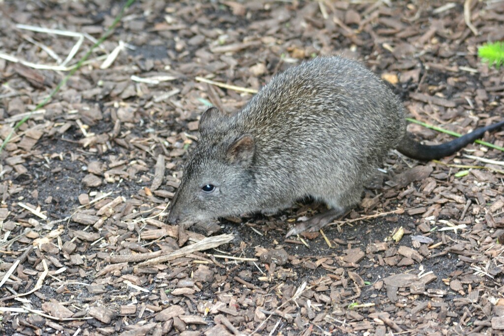 Gilbert's Potoroo