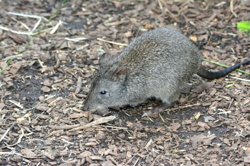 Gilbert's Potoroo (Potorous gilbertii) — Critically Endangered Mammalia