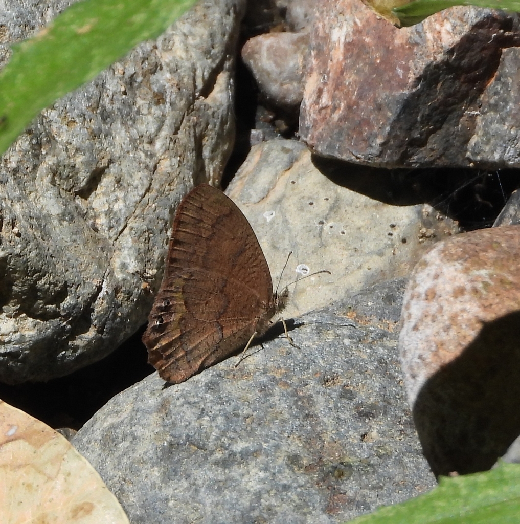 Cyllopsis windi