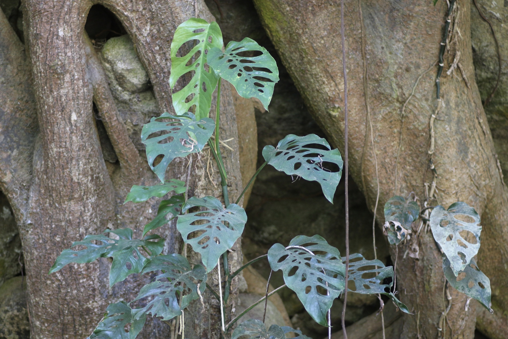 Imagem de Monstera prateada