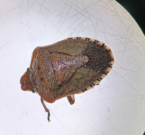 Photo of Brown shield bug (Dictyotus caenosus)