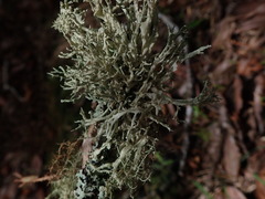 Ramalina geniculata