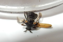 Ripiphorus