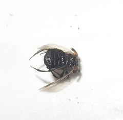 Ripiphorus