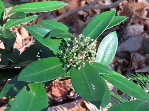 Image of Skimmia japonica by (c) Marco Mussita, some rights reserved (CC BY)