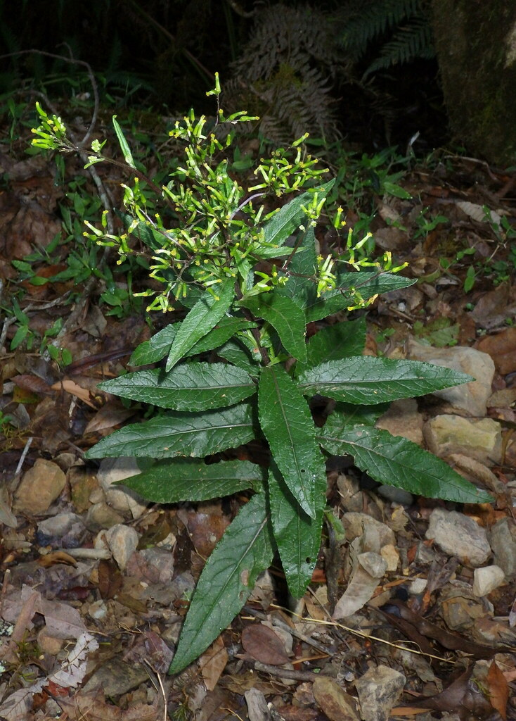 coastal burnweed