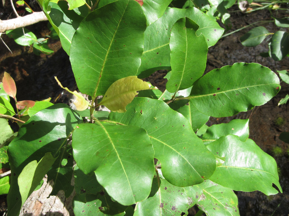 Xanthostemon crenulatus