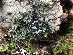 Mycoblastus sanguinarioides