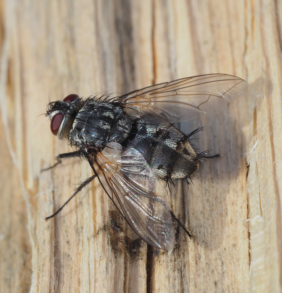 Billaea pectinata