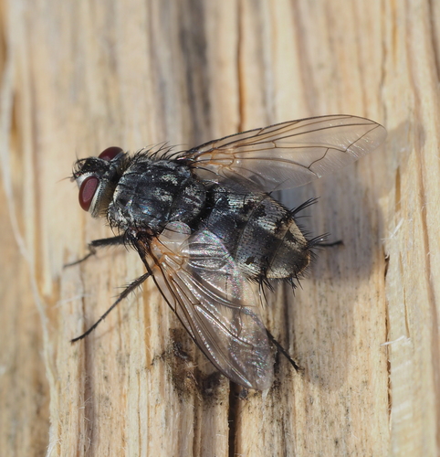 Billaea pectinata