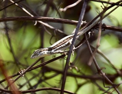 Anolis litoralis