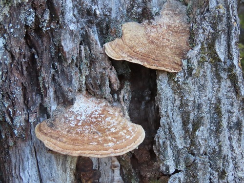 Fomitopsis dickinsii