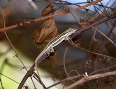 Anolis litoralis