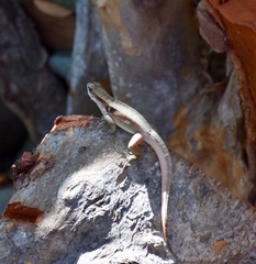 Leiocephalus macropus