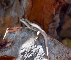 Leiocephalus macropus