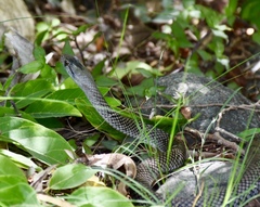 Cubophis cantherigerus