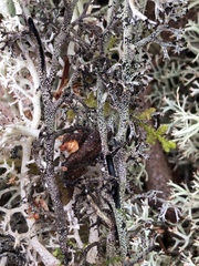 Cladonia stygia