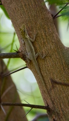Anolis litoralis