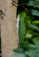 Anolis litoralis