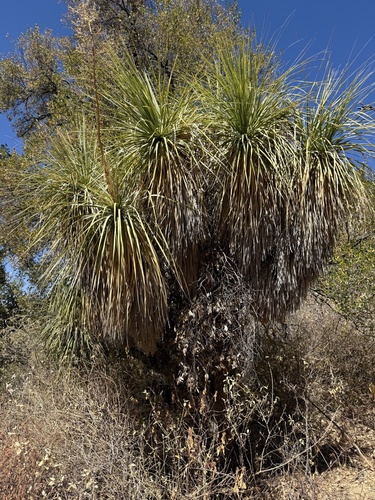 Cabeça-de-velho