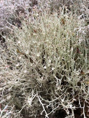 Cladonia amaurocraea