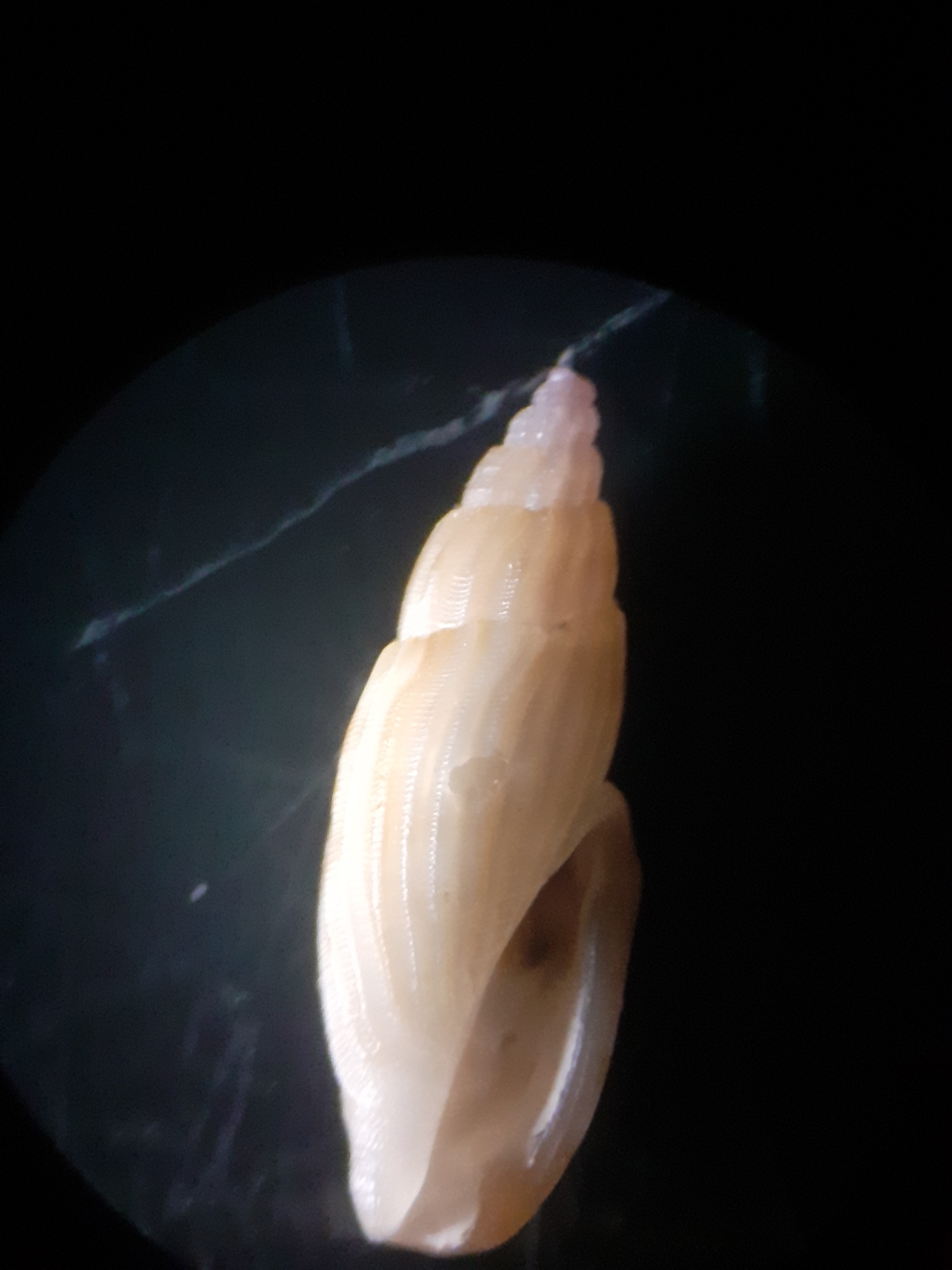 Euclathurella