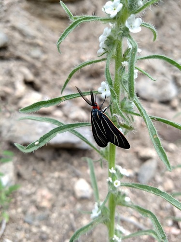 Veined Ctenucha Moth photo 2
