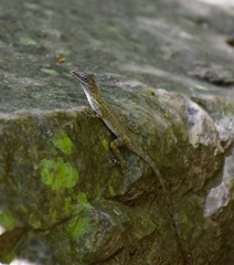 Anolis argenteolus