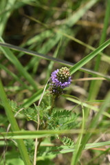Dalea foliosa
