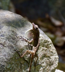 Anolis argenteolus