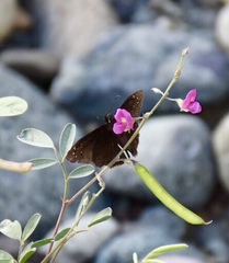 Ephyriades brunnea