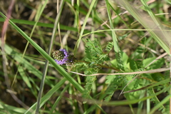 Dalea foliosa