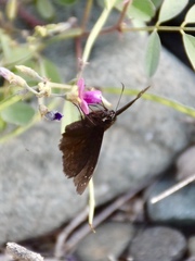 Ephyriades brunnea