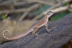 Leiocephalus macropus