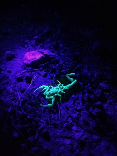 Arizona bark scorpion