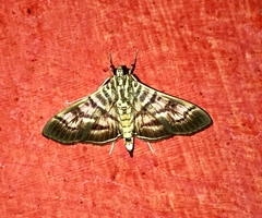 Arthromastix lauralis