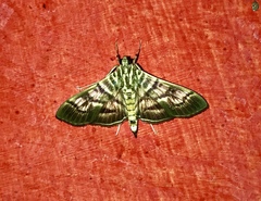 Arthromastix lauralis