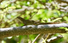 Anolis jubar oriens