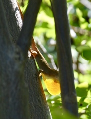 Anolis jubar oriens